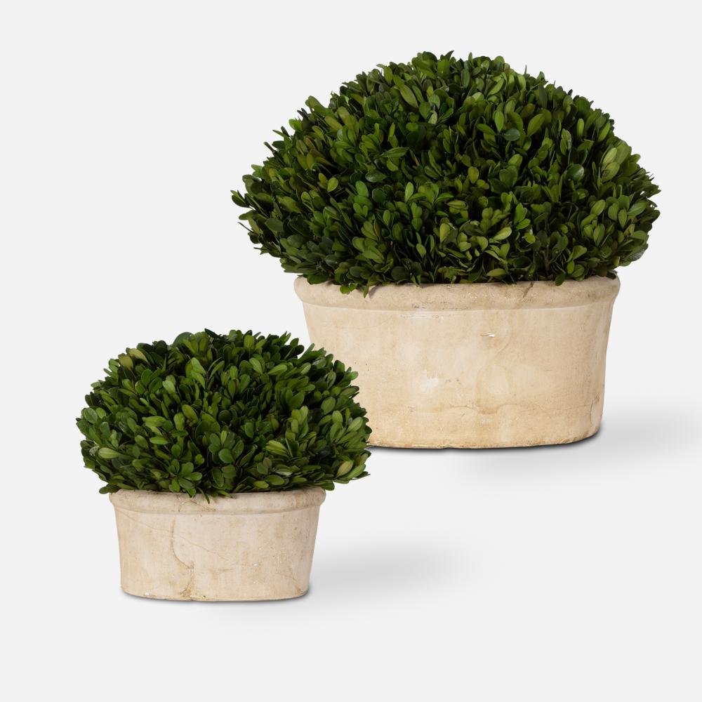 Oval Domes Preserved Boxwood Set/2