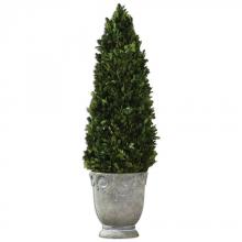 BOXWOOD